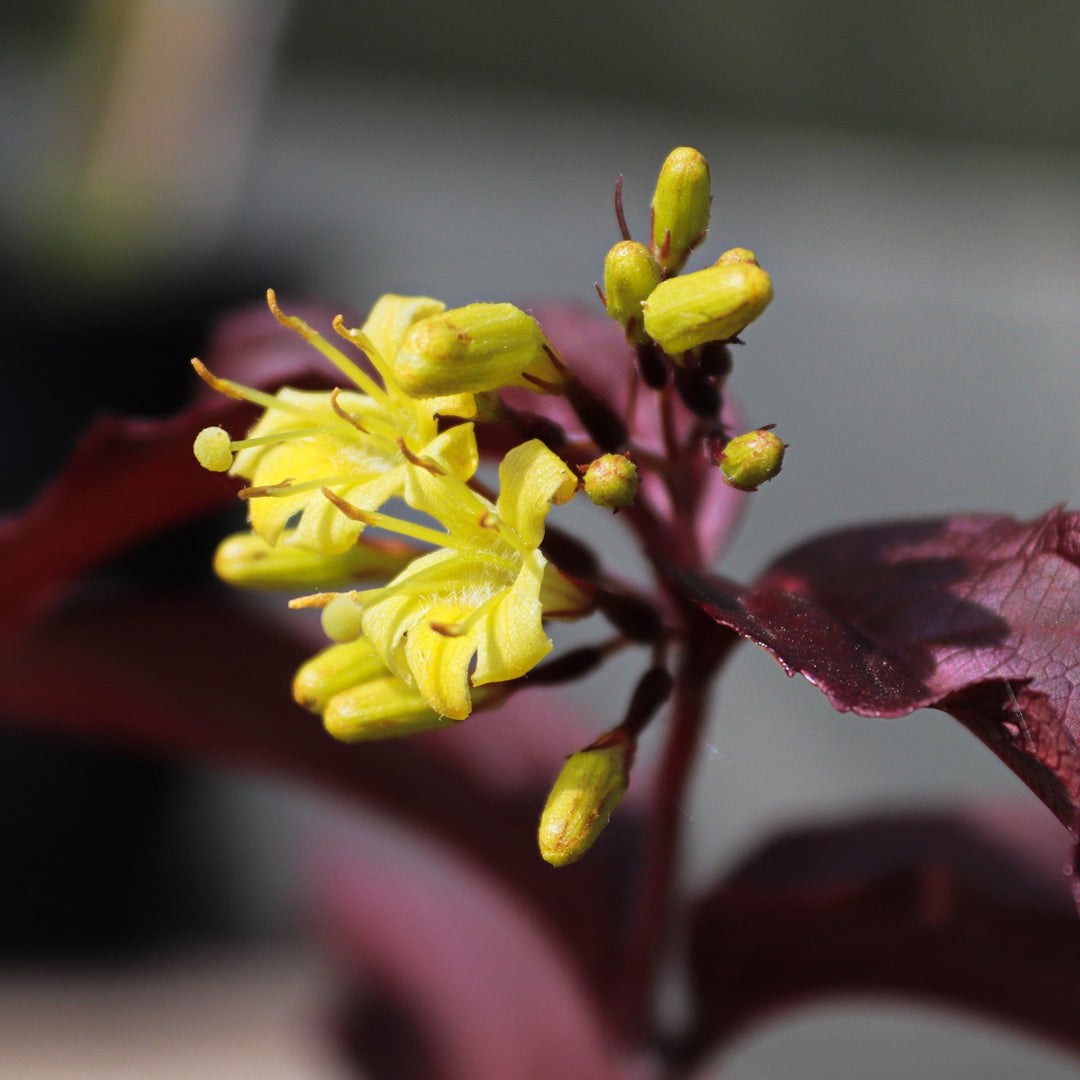 Diervilla x splendens 'El Madrigal' ~ Firefly™ Nightglow™ Bush Honeysuckle-ServeScape