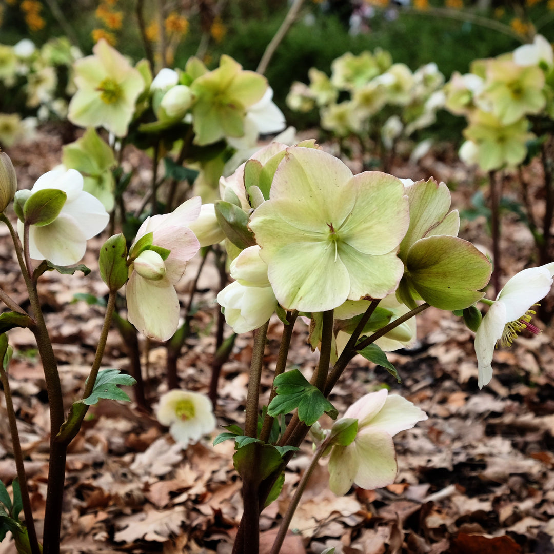 Helleborus x glandorfensis 'Ice N' Roses Mix' ~ HGC® Ice N' Roses Mix Hellebore-ServeScape