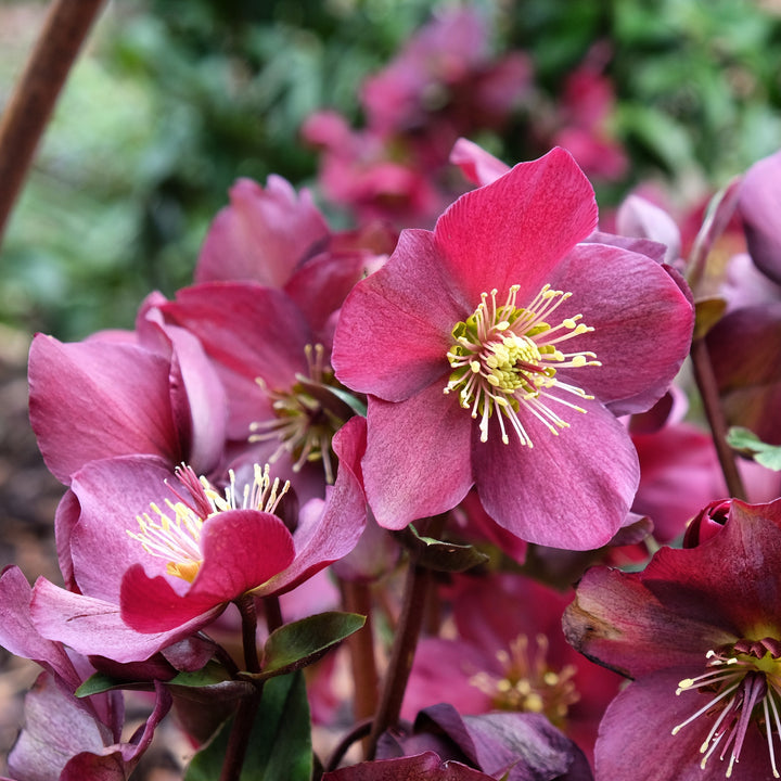 Helleborus x glandorfensis 'Ice N' Roses Mix' ~ HGC® Ice N' Roses Mix Hellebore-ServeScape