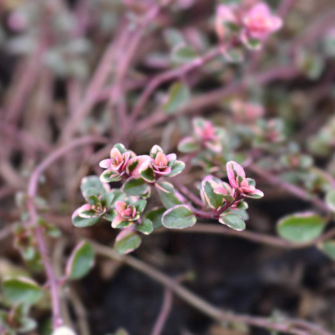 Thymus pulegioides 'Foxley' ~ Foxley Thyme-ServeScape