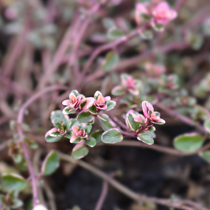 Thymus pulegioides 'Foxley' ~ Foxley Thyme-ServeScape