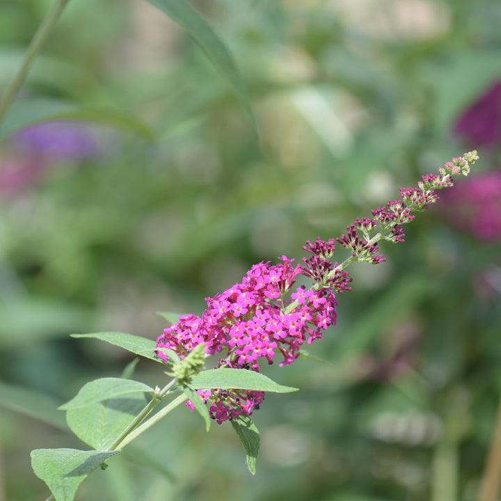 Buddleia davidii 'Tobud1305' ~ Butterfly Towers™ Magenta Butterfly Bush-ServeScape
