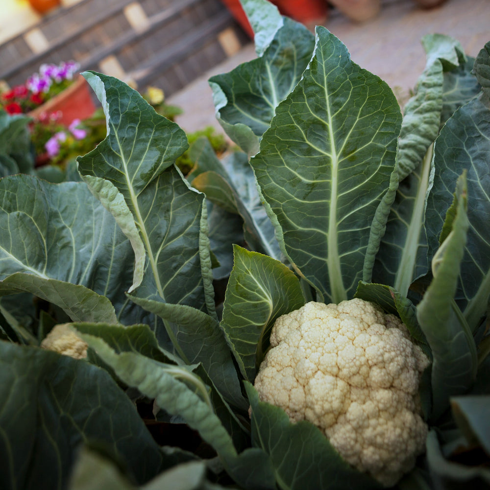 Brassica oleracea var. botrytis 'Snowball' ~ Snowball Cauliflower-ServeScape