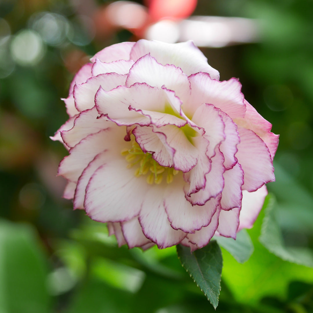 Helleborus 'Fire & Ice' ~ Winter Jewels™ Fire & Ice' Hellebore-ServeScape