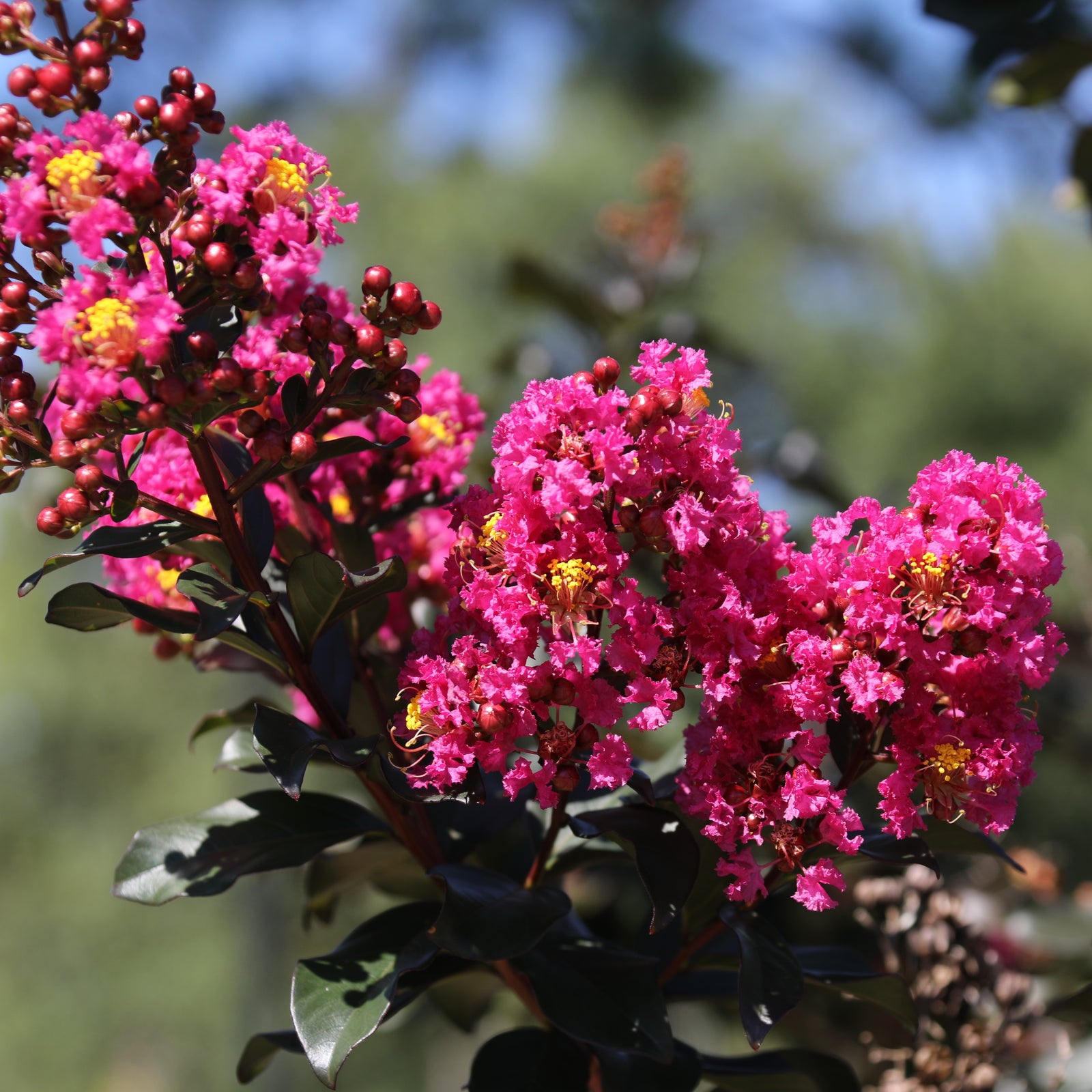 Lagerstroemia x 'JM5' ~ Thunderstruck™ Coral Bloom™ Crape Myrtle-ServeScape