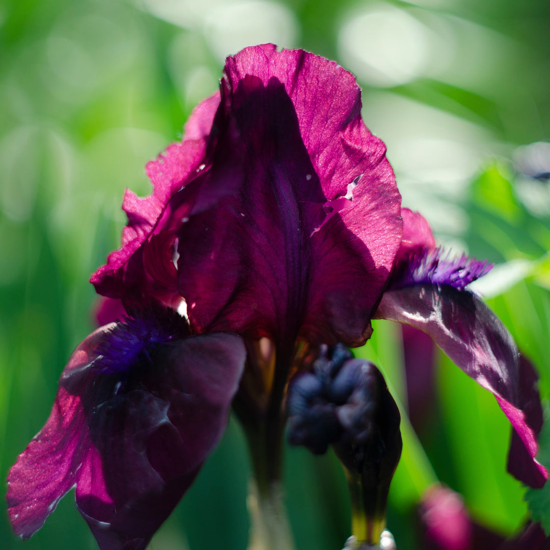 Iris germanica 'Neptune's Wine' ~ Neptune's Wine Bearded Iris-ServeScape