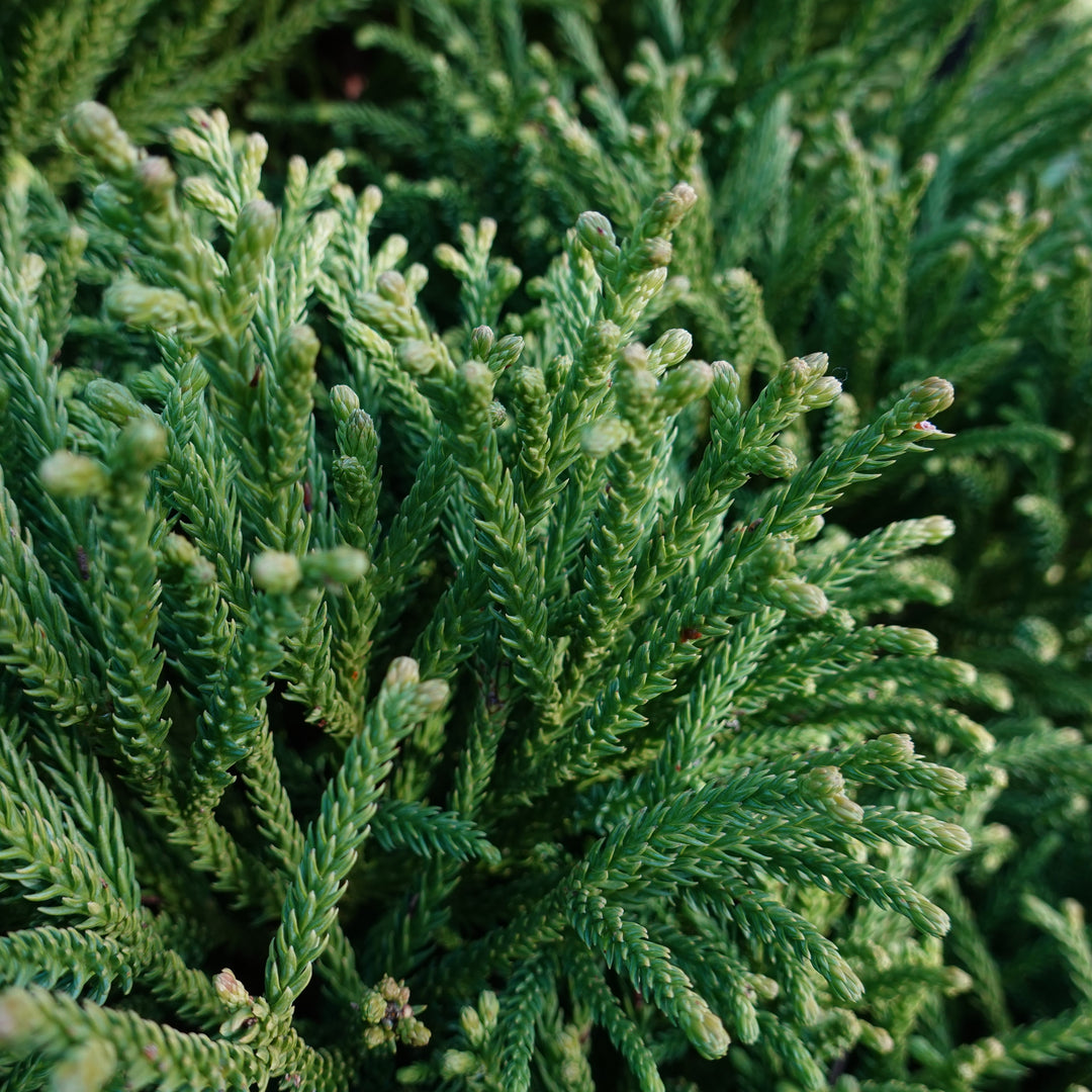 Cryptomeria japonica 'Giokumo' ~ Giokumo Japanese Cedar-ServeScape