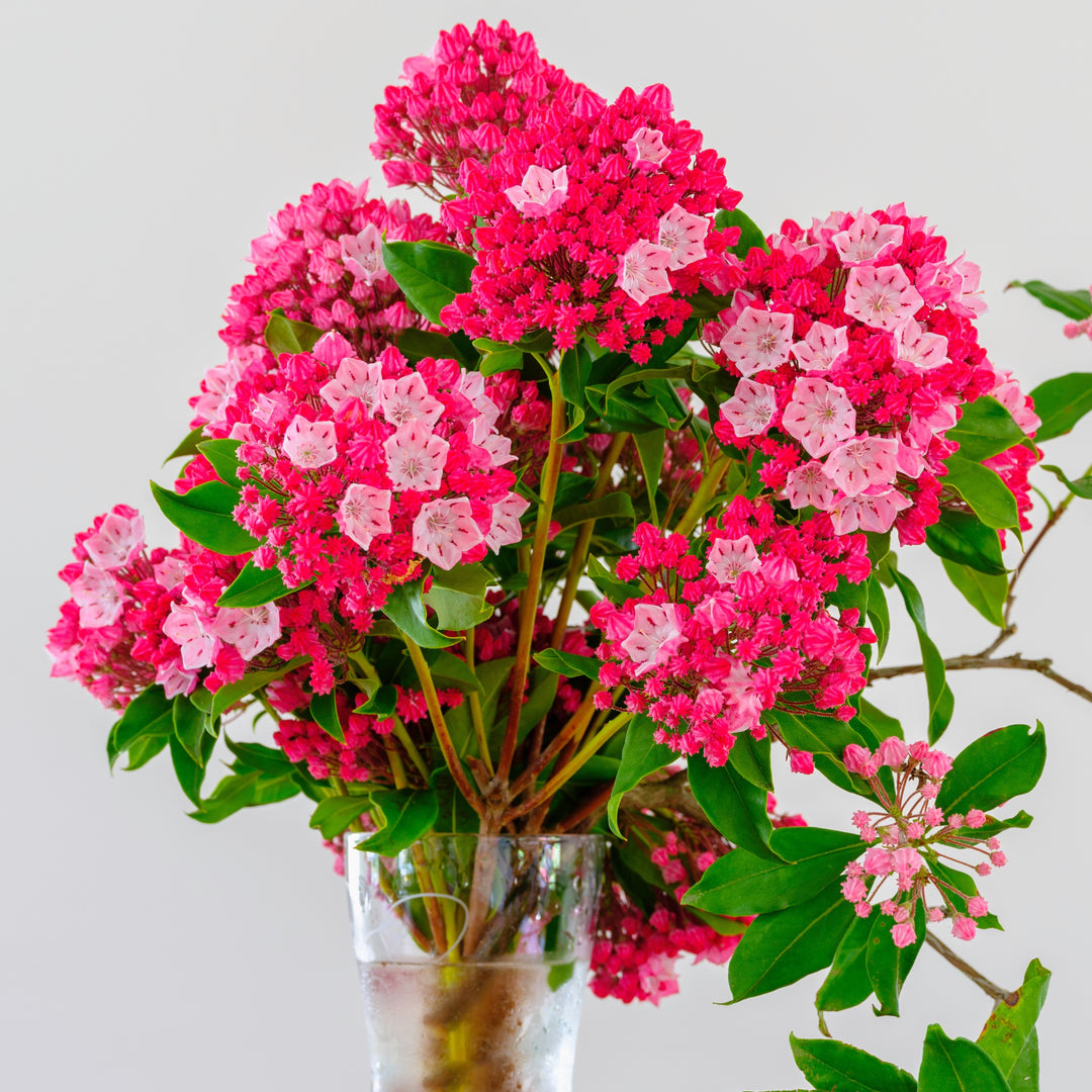 Kalmia latifolia 'Olympic Fire' ~ Olympic Fire Mountain Laurel-ServeScape