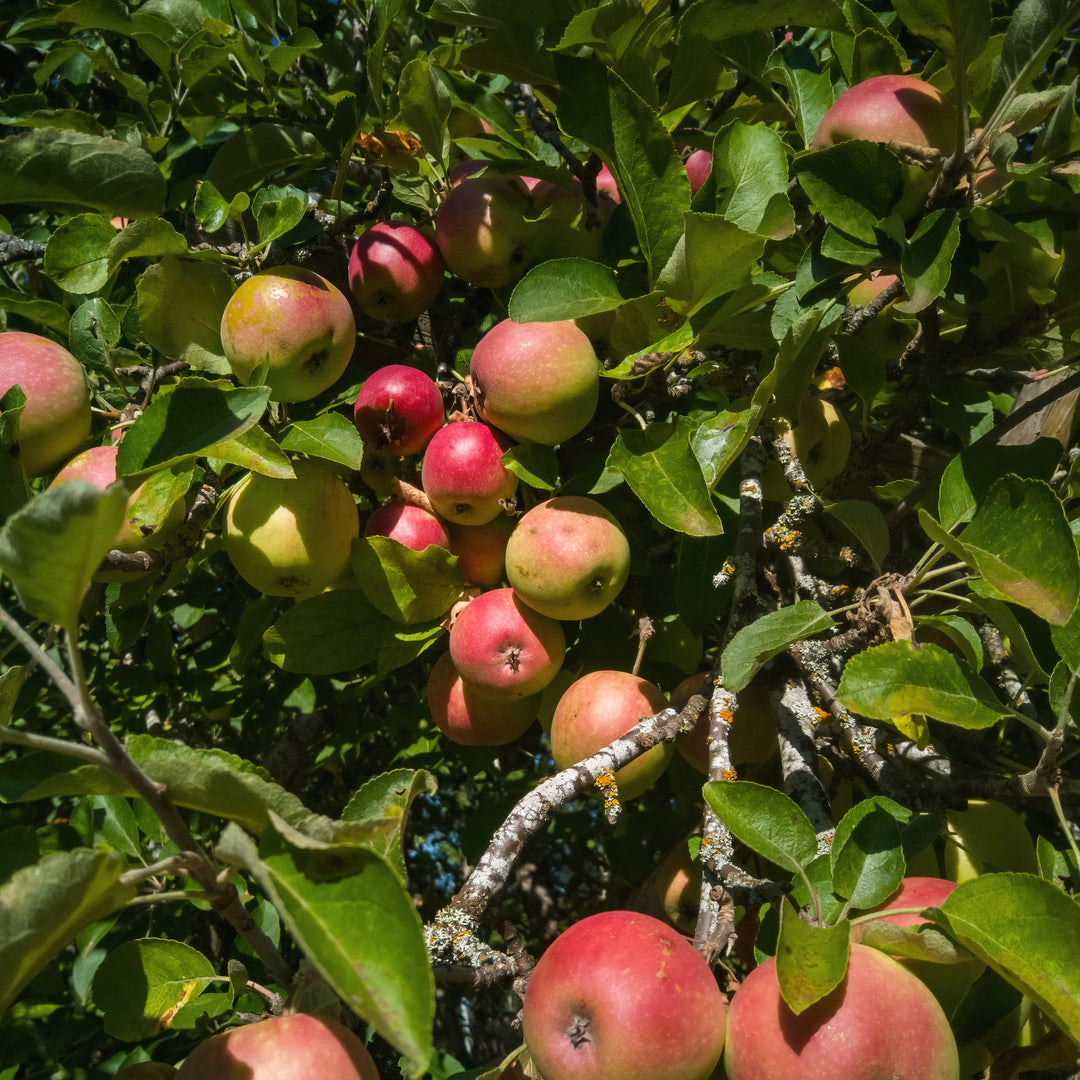 Malus domestica 'Taylor' ~ Starkspur® Red Rome Beauty Apple
