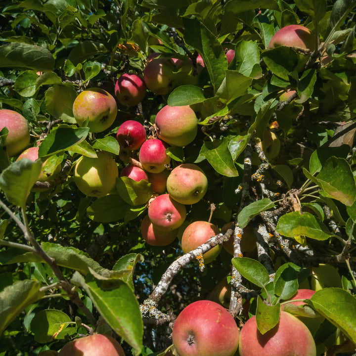 Malus domestica 'Taylor' ~ Starkspur® Red Rome Beauty Apple
