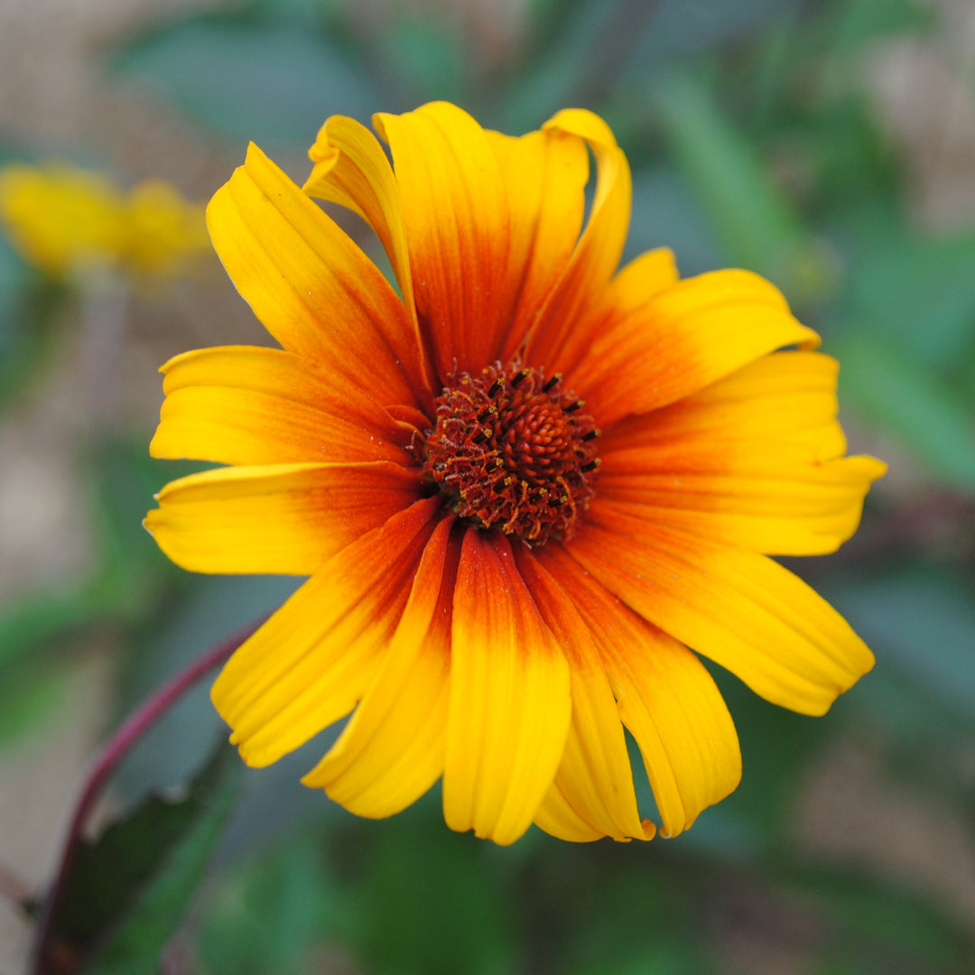 Heliopsis scabra Burning Hearts ~ Burning Hearts False Sunflower-ServeScape