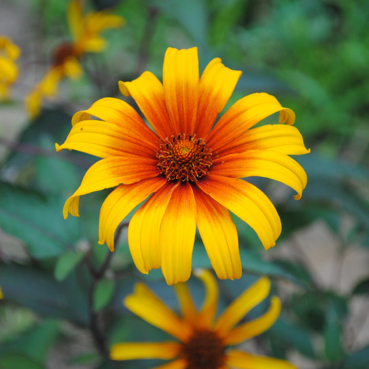 Heliopsis scabra Burning Hearts ~ Burning Hearts False Sunflower-ServeScape