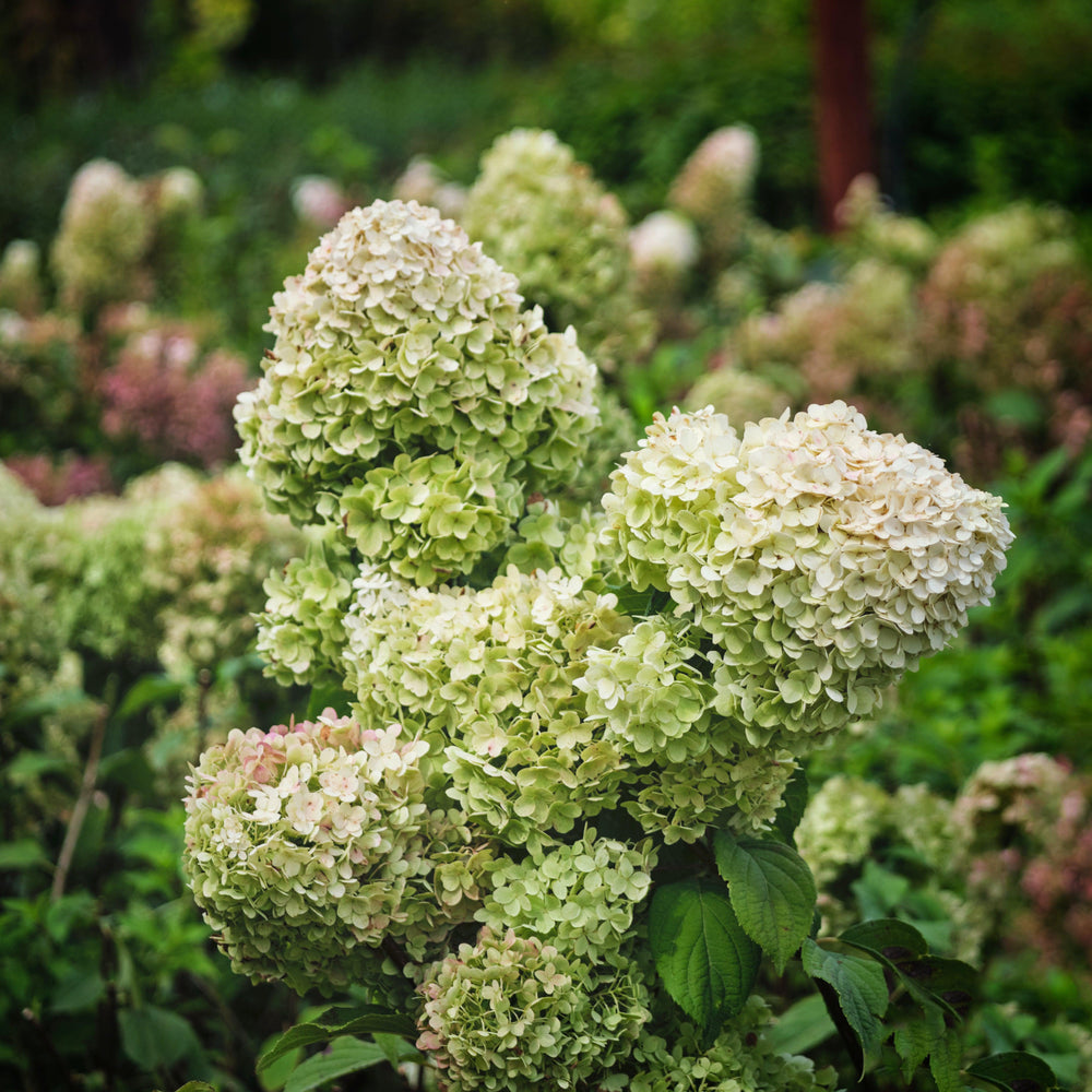 Hydrangea paniculata 'SMNHPSB' ~ Tiny Quick Fire® Hydrangea-ServeScape