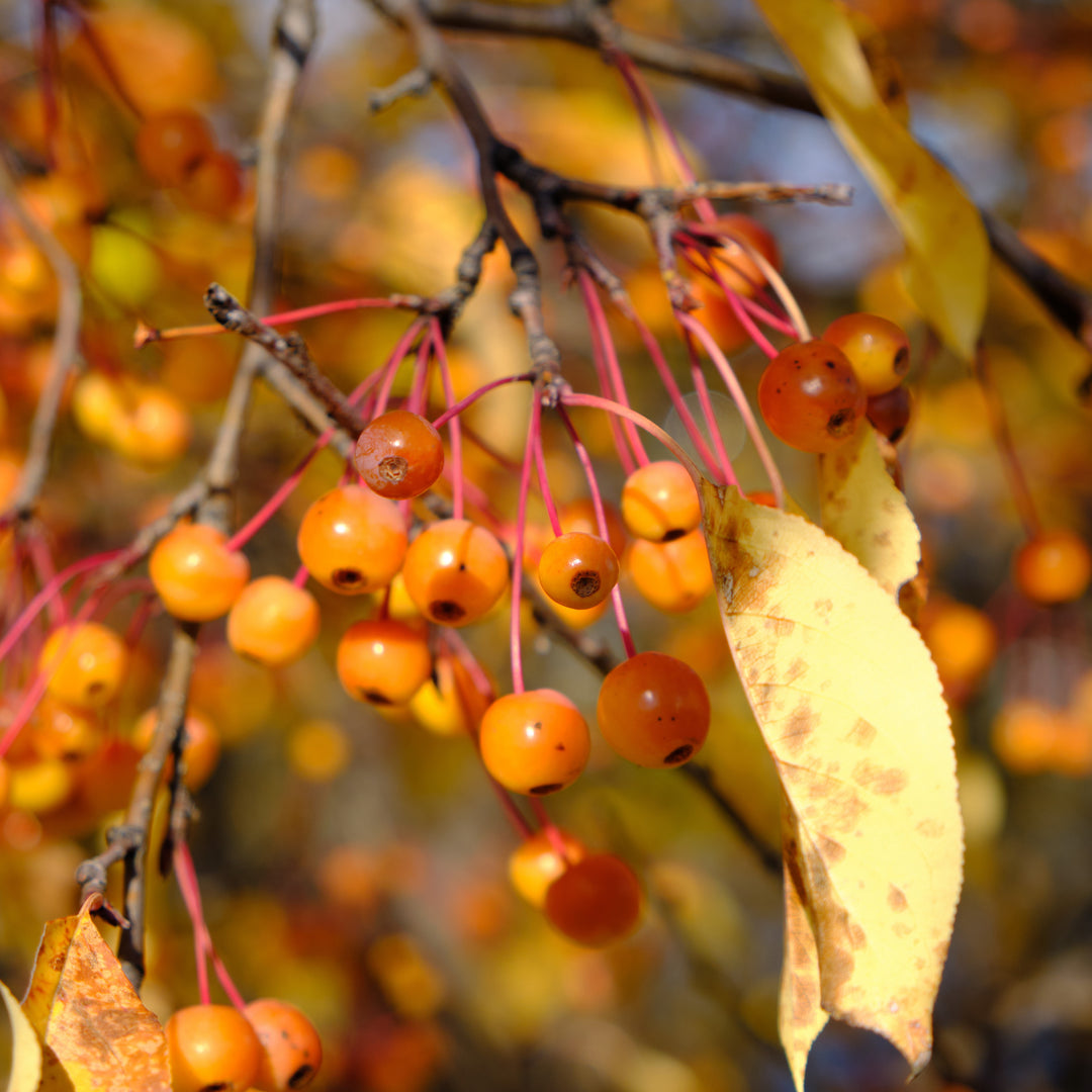 Malus x 'Hargozam' ~ Harvest Gold® Crabapple-ServeScape