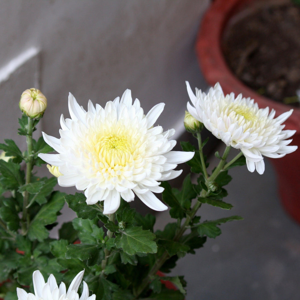 Chrysanthemum x morifolium 'Aluga White' ~ Belgian Mums® Aluga White Mum-ServeScape