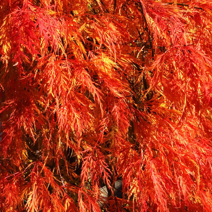 Acer palmatum var. dissectum Autmn Fire' ~ Autumn Fire Japanese Maple-ServeScape