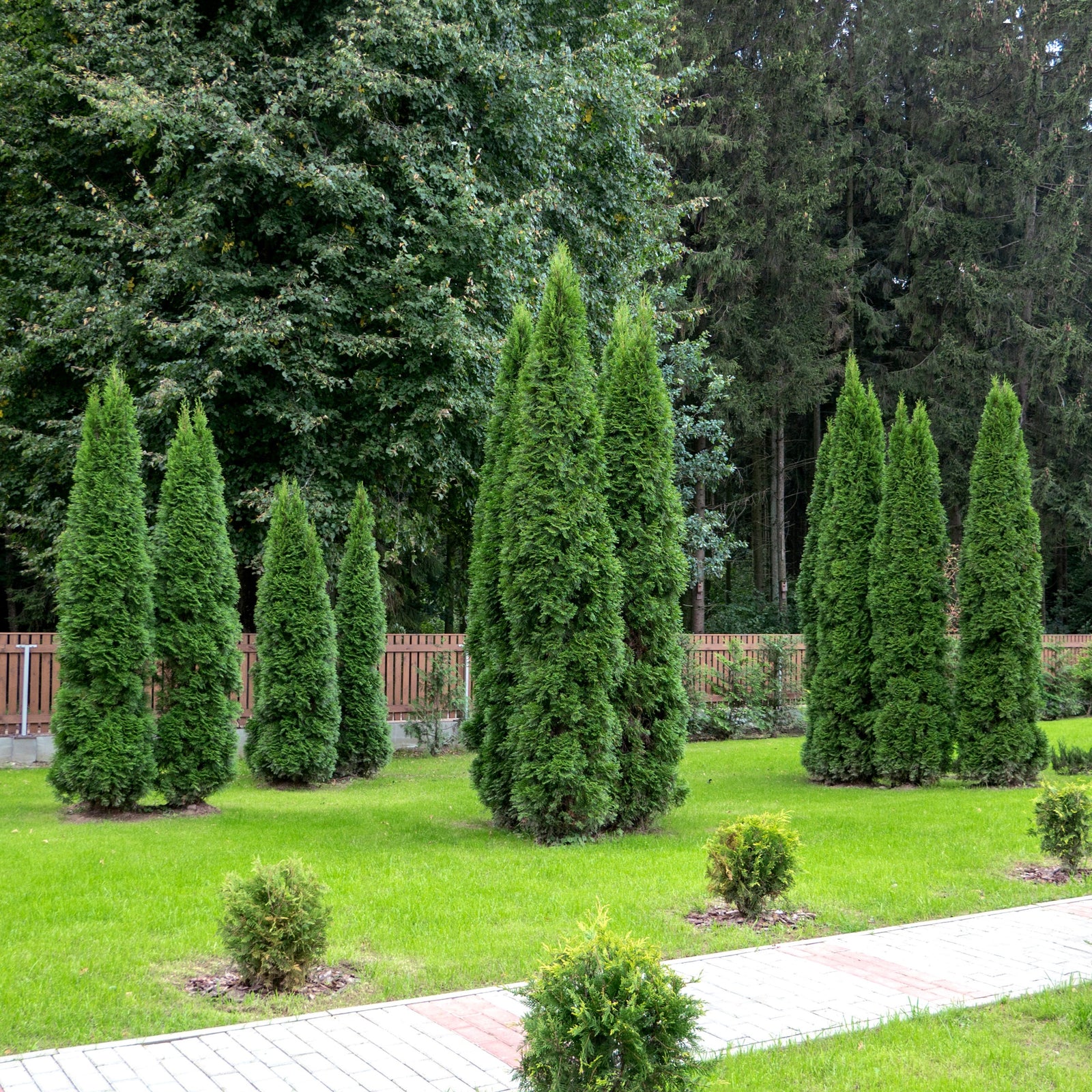 Thuja plicata 'Northern Spire' ~ Northern Spire Arborvitae-ServeScape