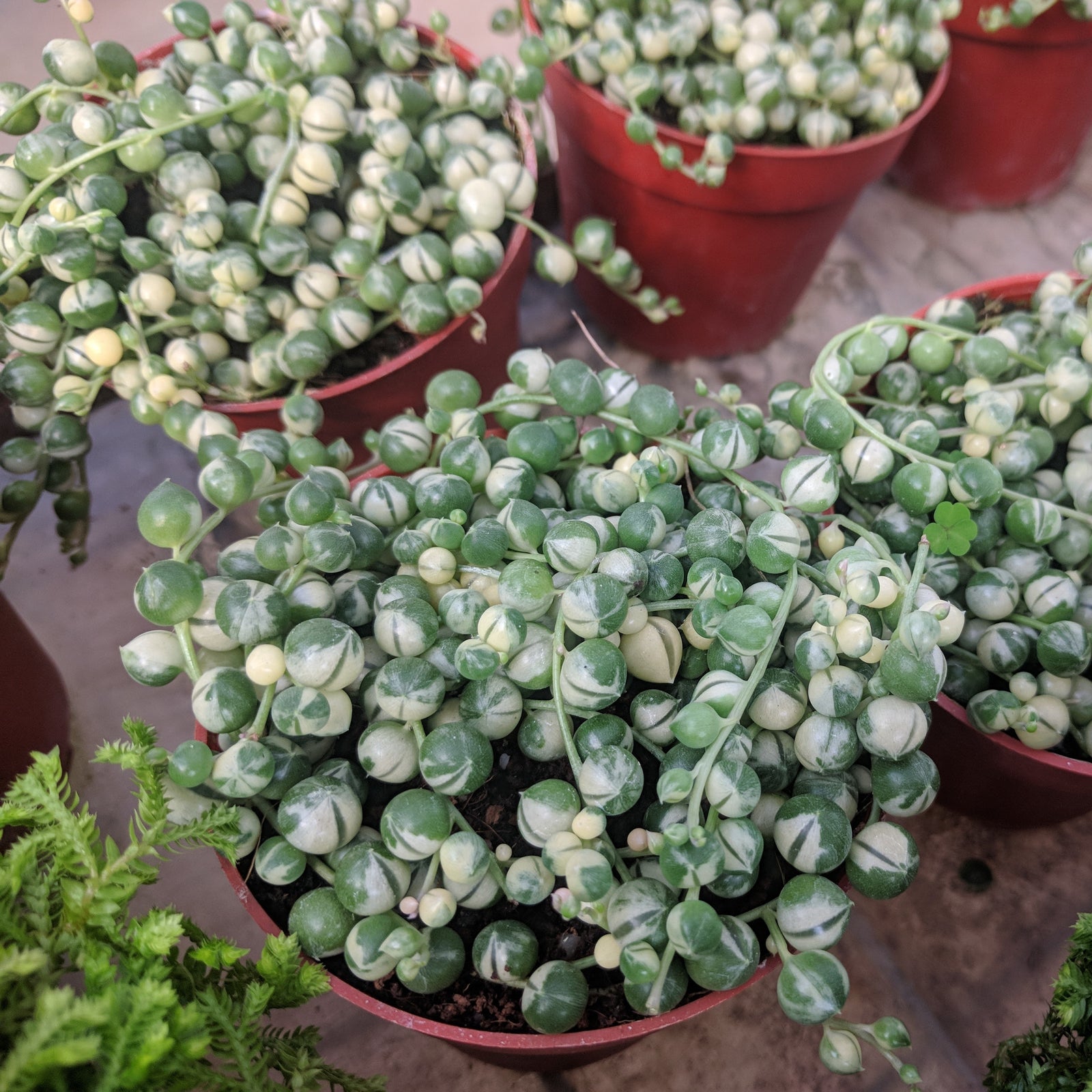 Senecio rowleyanus 'Marble' ~ Marble String of Pearls-ServeScape