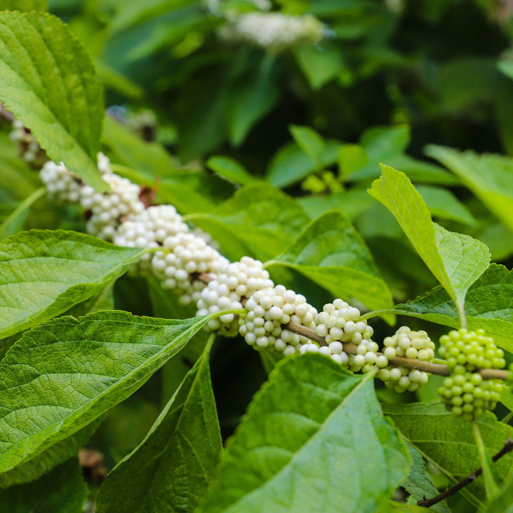 Callicarpa americana var lactea ~ White American Beautyberry-ServeScape