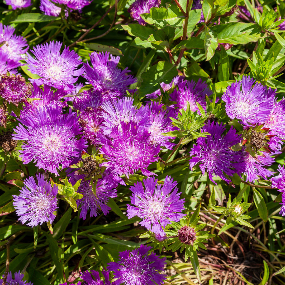 Stokesia laevis 'Purple Parasols' ~ Purple Parasols Aster-ServeScape