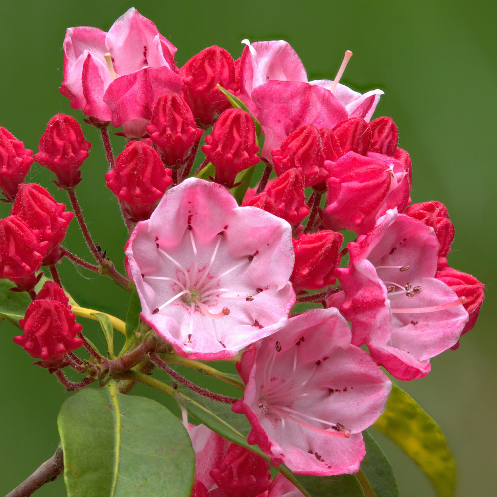 Kalmia latifolia 'Olympic Fire' ~ Olympic Fire Mountain Laurel-ServeScape