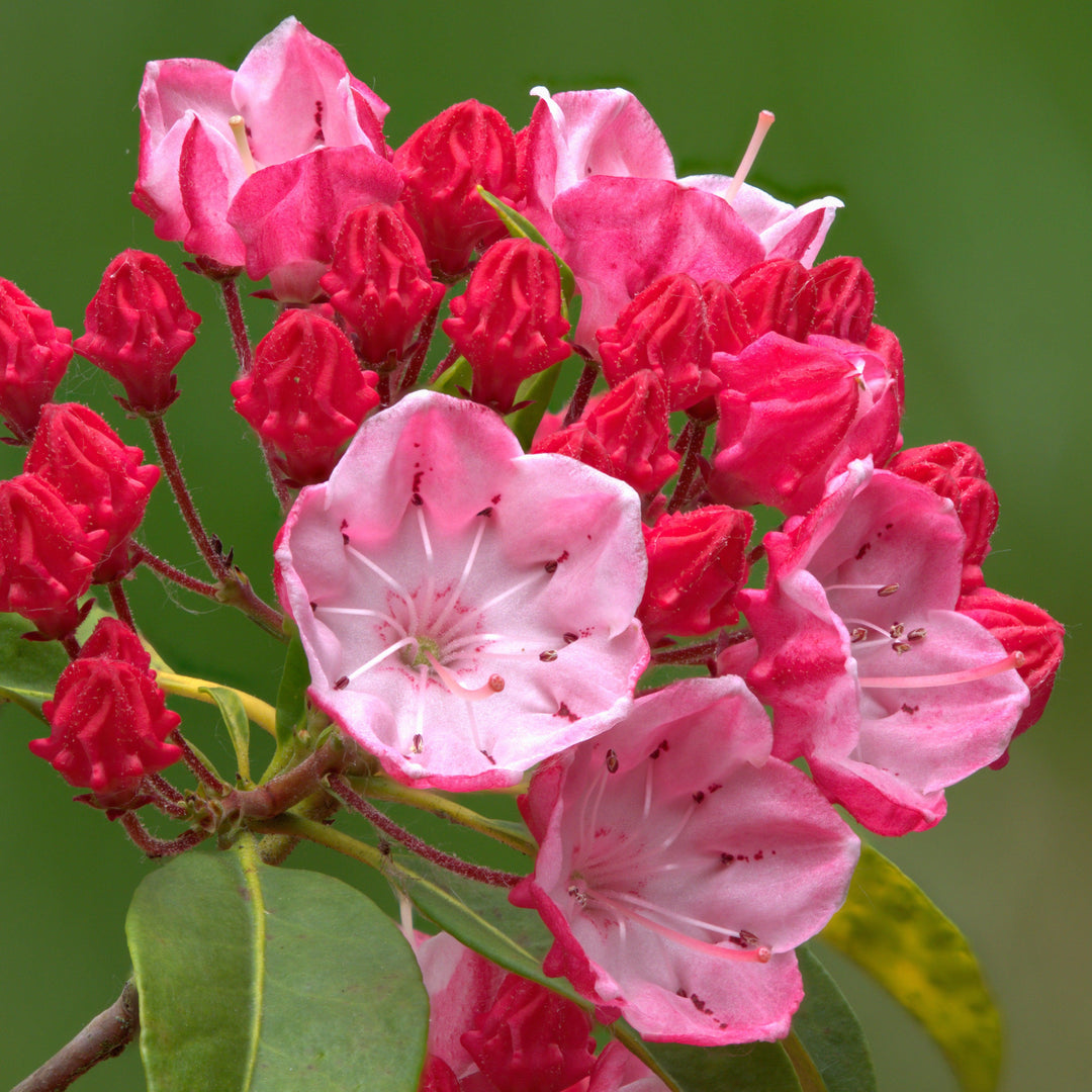 Kalmia latifolia 'Olympic Fire' ~ Olympic Fire Mountain Laurel-ServeScape