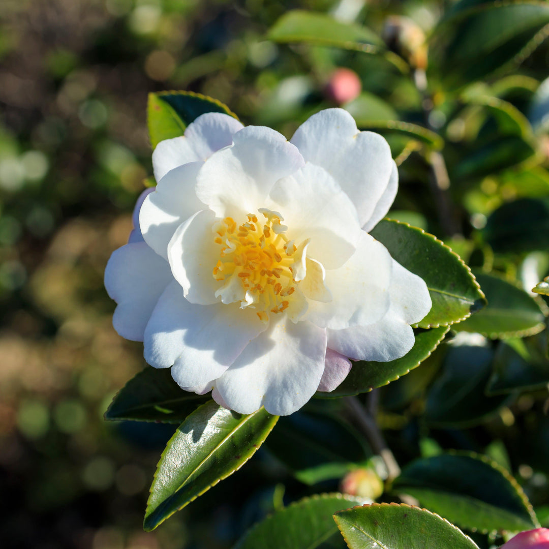 Camellia sasanqua 'Winter's Cupid' ~ Winter's Cupid Camellia-ServeScape