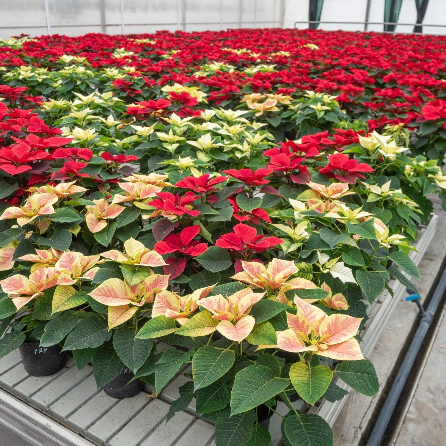 Poinsettia PRE-SALE