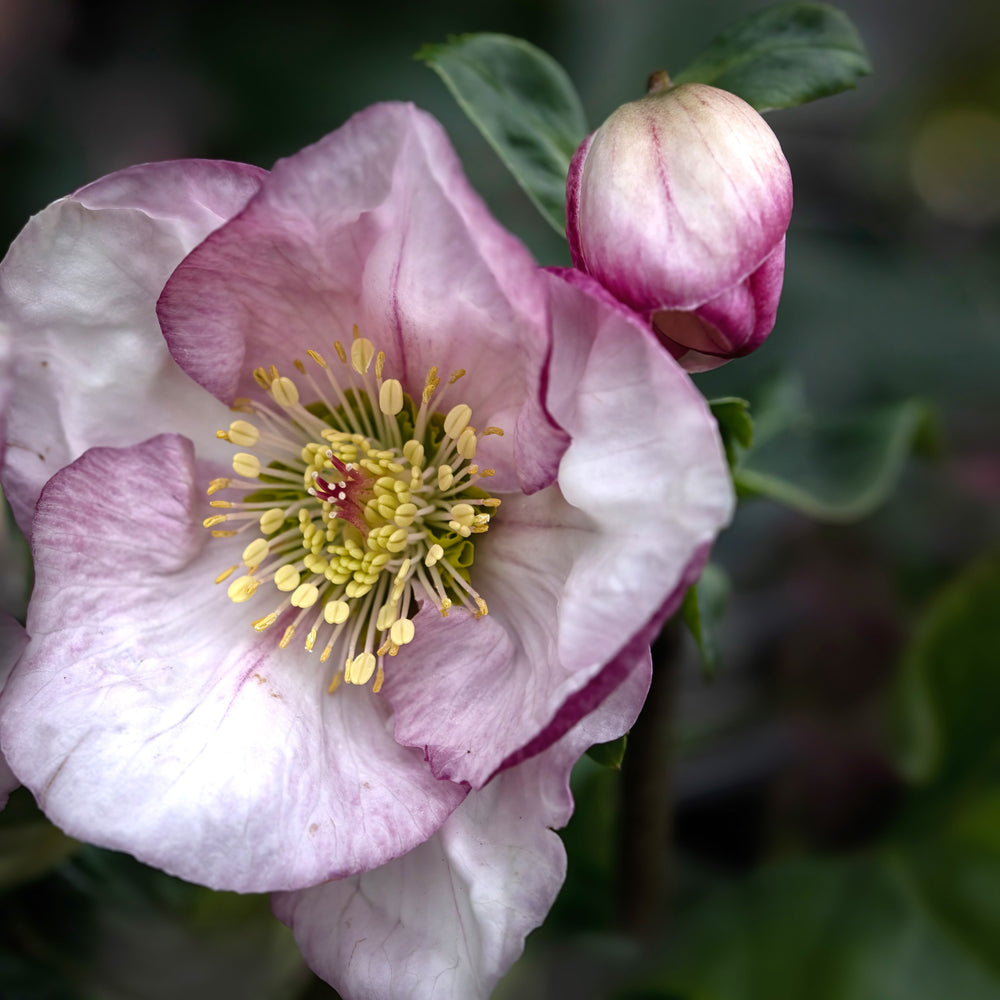 Helleborus x lemperii 'Liara' ~ Liara Lenten Rose-ServeScape