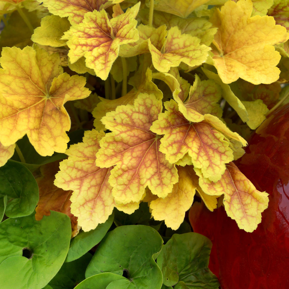 Heuchera 'Tiramisu' ~ Tiramisu Coral Bells-ServeScape