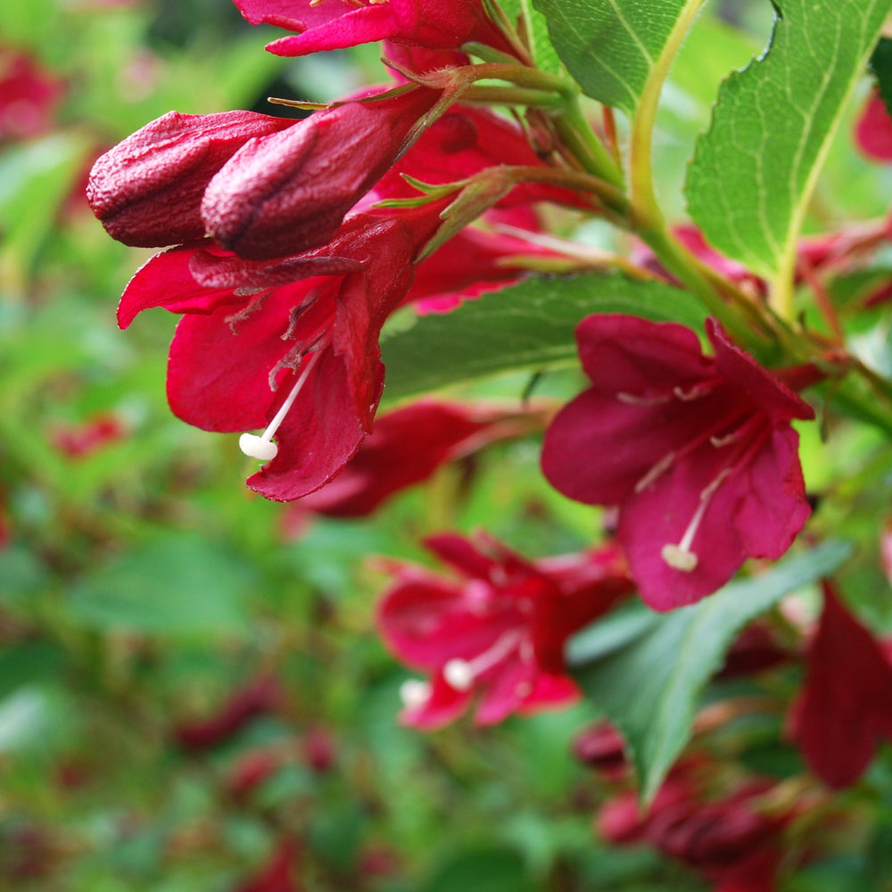 Weigela x 'Slingco 2' ~ Maroon Swoon® Weigela-ServeScape