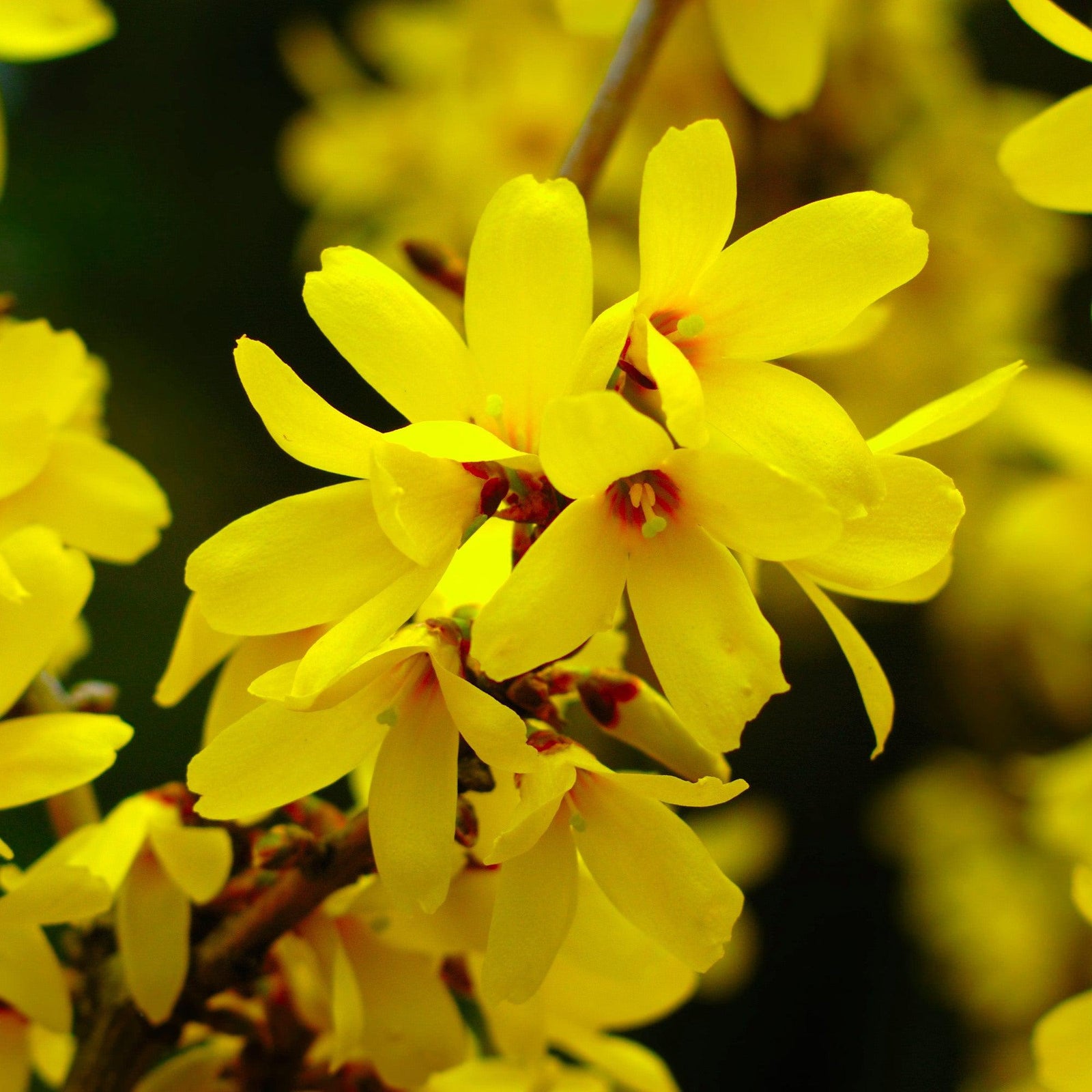 Forsythia x intermedia 'Beatrix Farrand' ~ Beatrix Farrand Forsythia-ServeScape