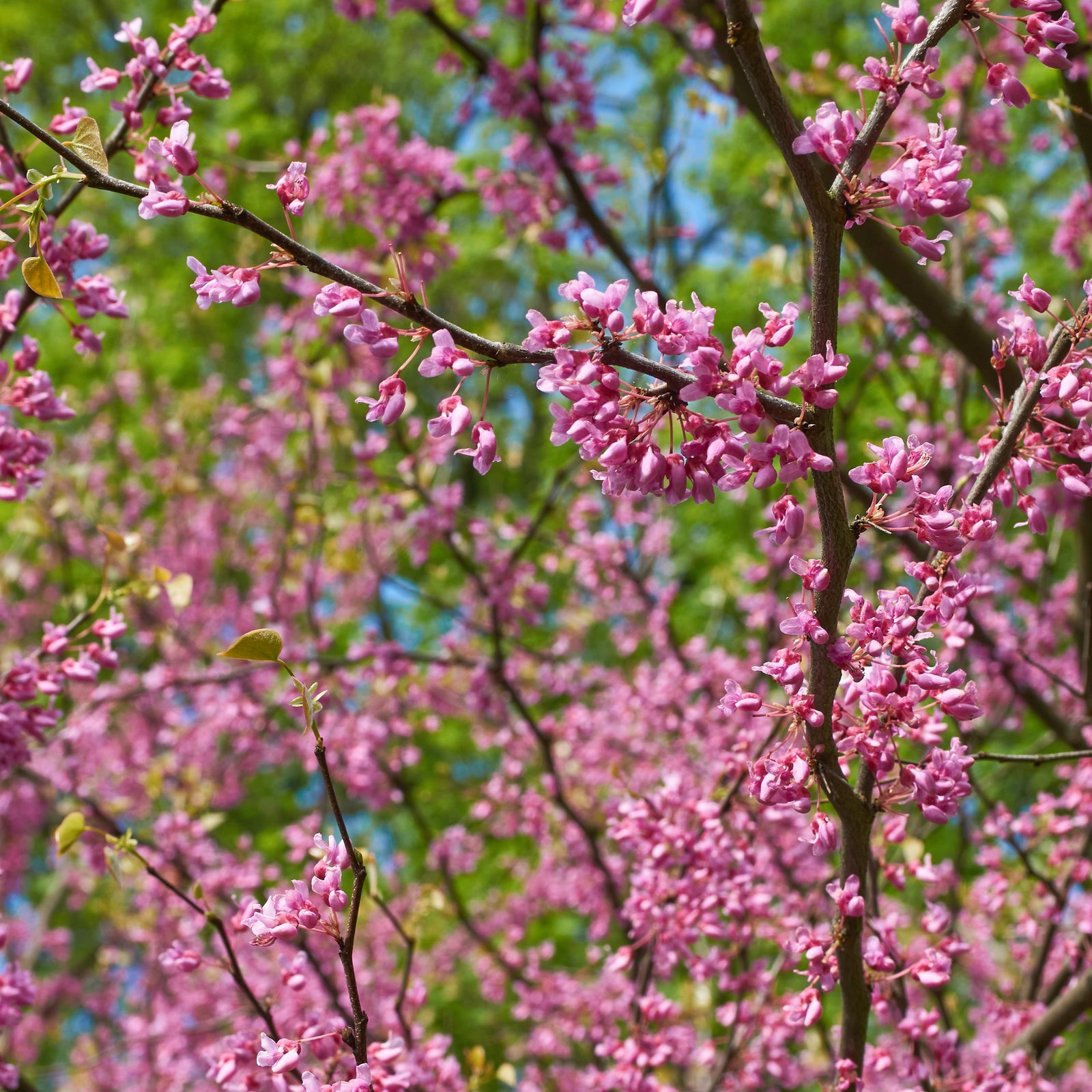 Cercis canadensis 'JN31' ~ Rise 'N Shine™ Eastern Redbud-ServeScape