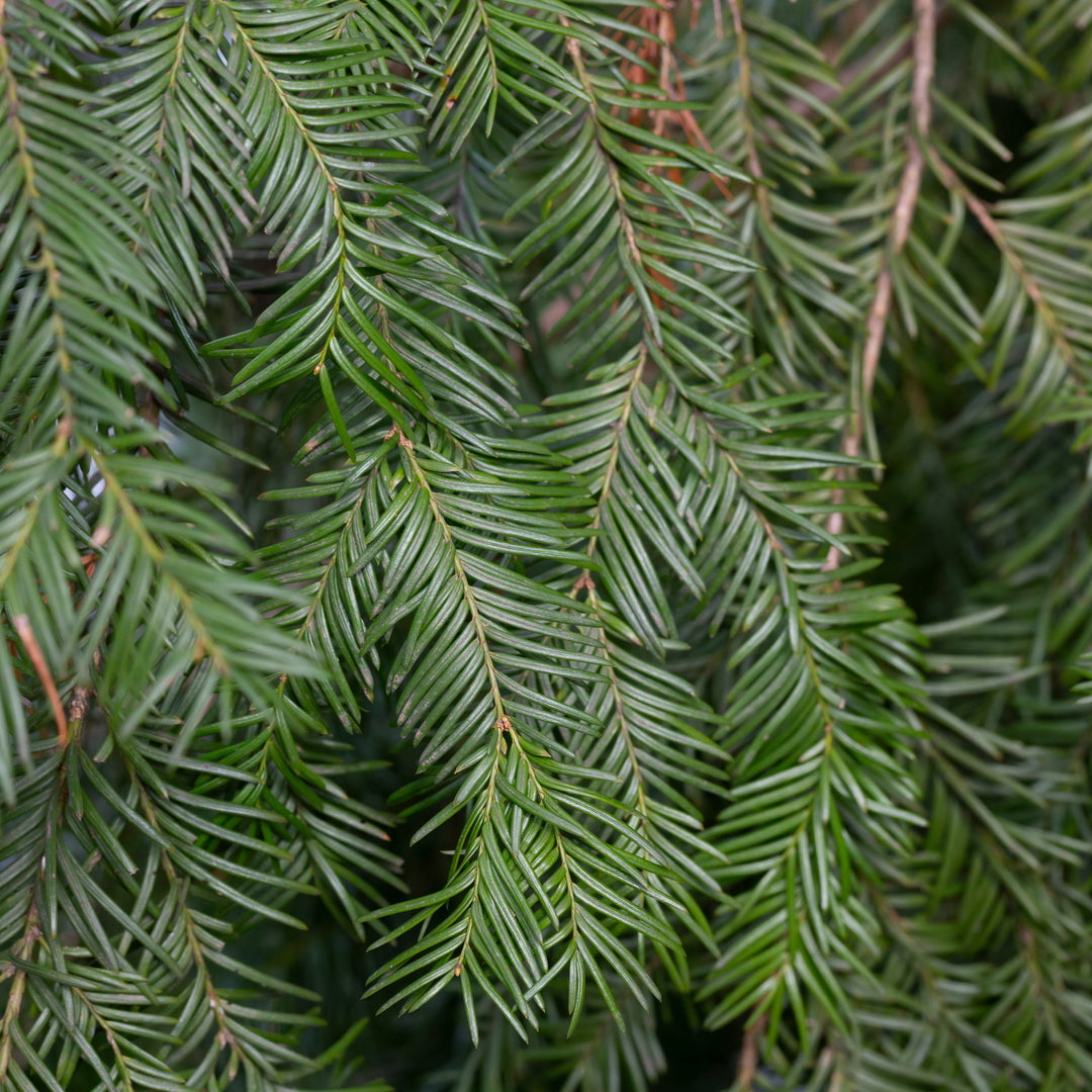 Cephalotaxus harringtonia 'Fritz Huber' ~ Fritz Huber Japanese Plum Yew-ServeScape