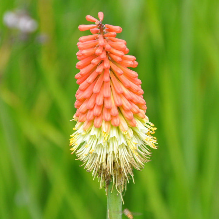 Kniphofia 'High Roller' ~ High Roller Red Hot Poker-ServeScape