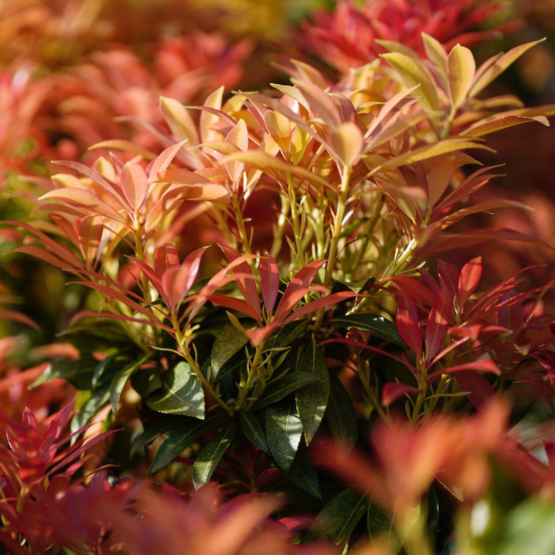 Pieris japonica 'Piesid2' ~ Glowing Hearts™ Pieris-ServeScape