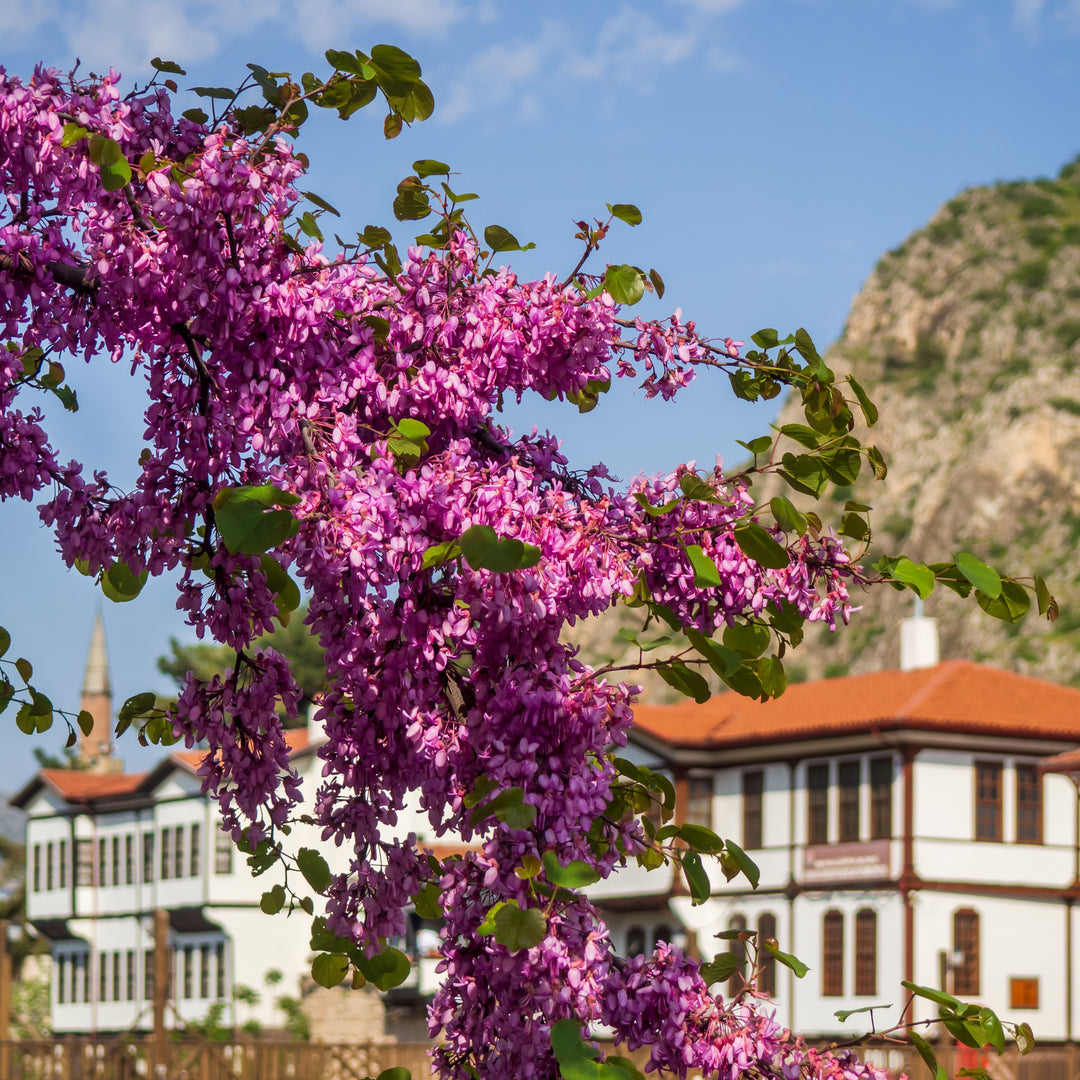 Cercis canadensis 'Pink Heartbreaker' ~ Pink Heartbreaker® Redbud-ServeScape