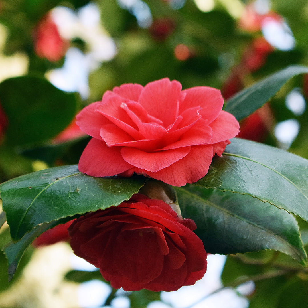 Camellia japonica 'Flame' ~ Flame Camellia-ServeScape