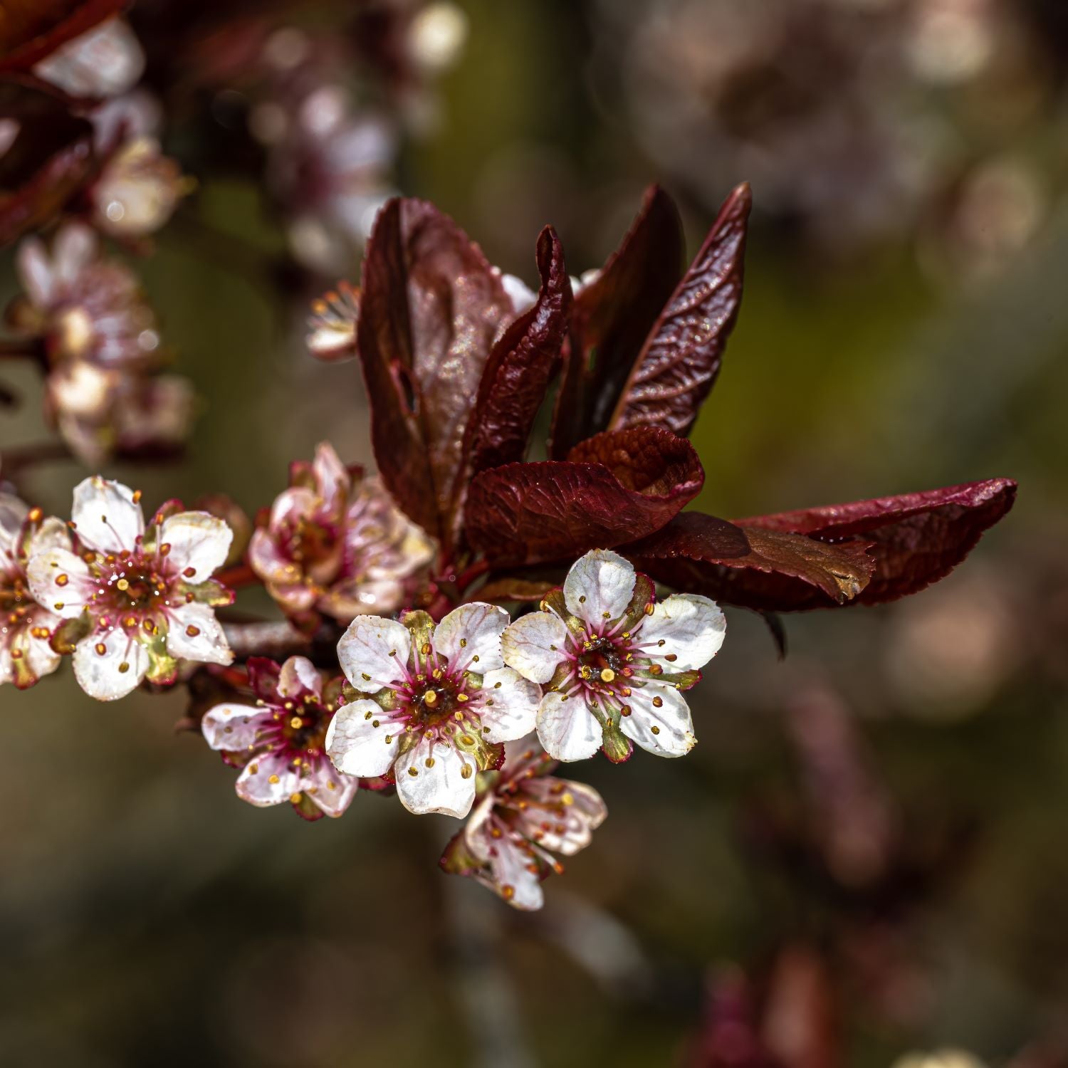 Prunus 'Frankthrees' ~ Mount St. Helens® Flowering Plum-ServeScape
