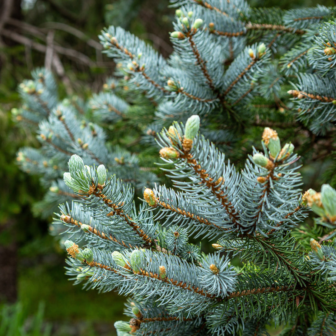 Picea pungens 'Iseli Foxtail' ~ Iseli Foxtail Blue Spruce-ServeScape