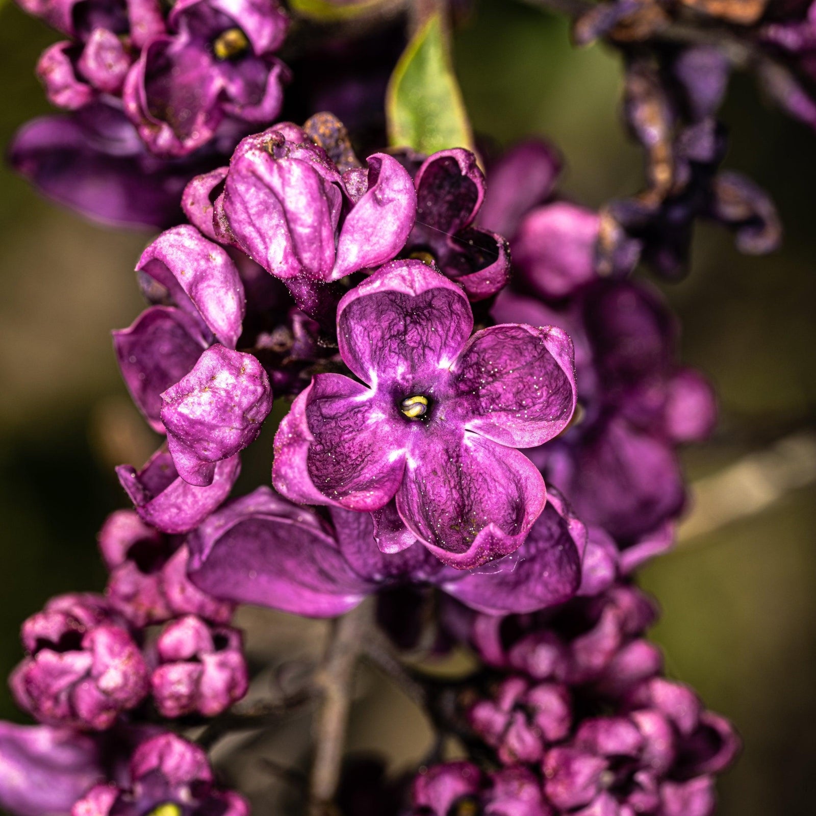 Syringa vulgaris 'Agincourt Beauty' ~ Agincourt Beauty Lilac-ServeScape