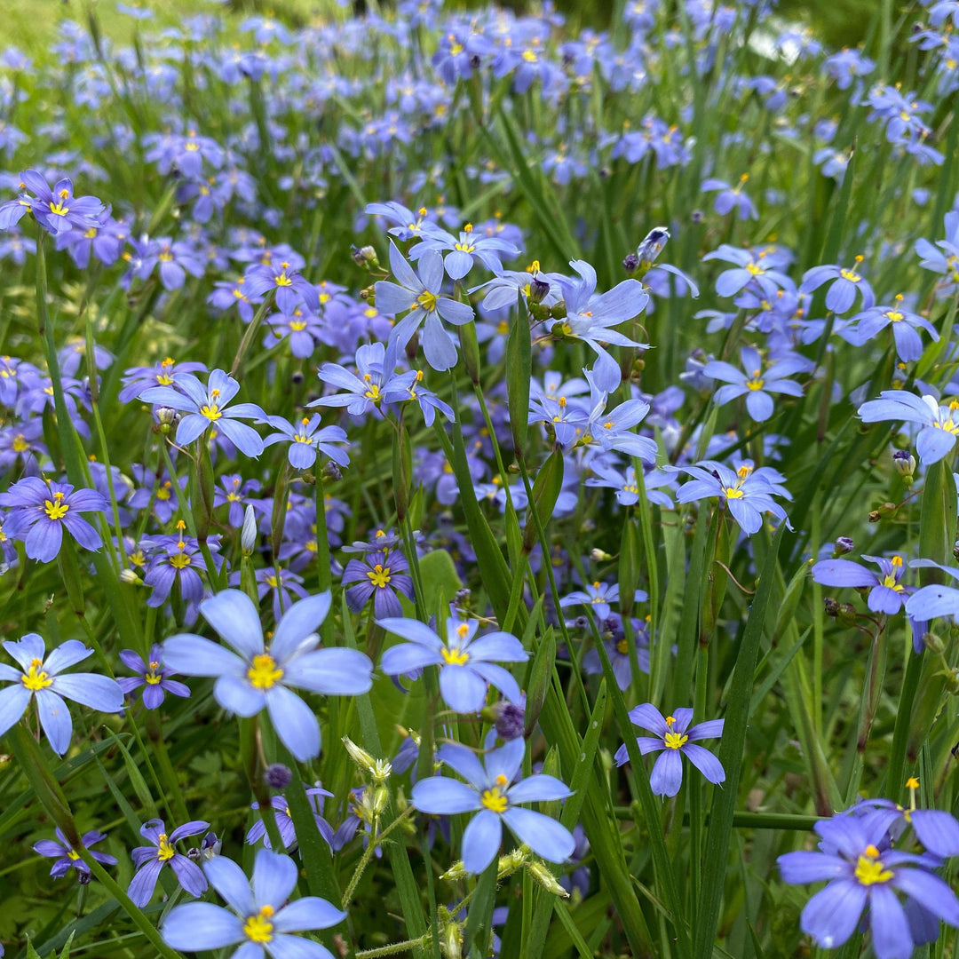 Sisyrinchium angustifolium 'Blue Note' ~ Blue Note Blue-Eyed Grass-ServeScape