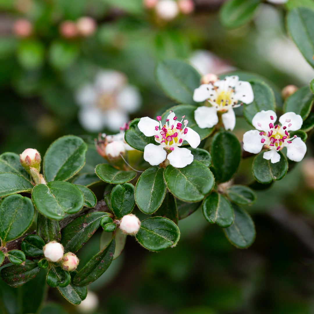 Cotoneaster salicifolius 'Scarlet Leader' ~ Scarlet Leader Cottoneaster-ServeScape