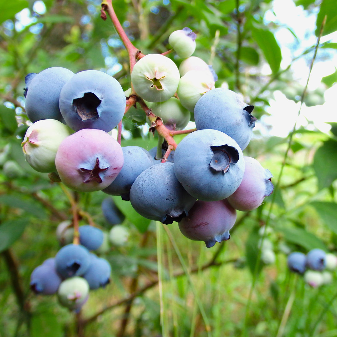 Vaccinium corymbosum 'Sunrise' ~ Sunrise Blueberry-ServeScape