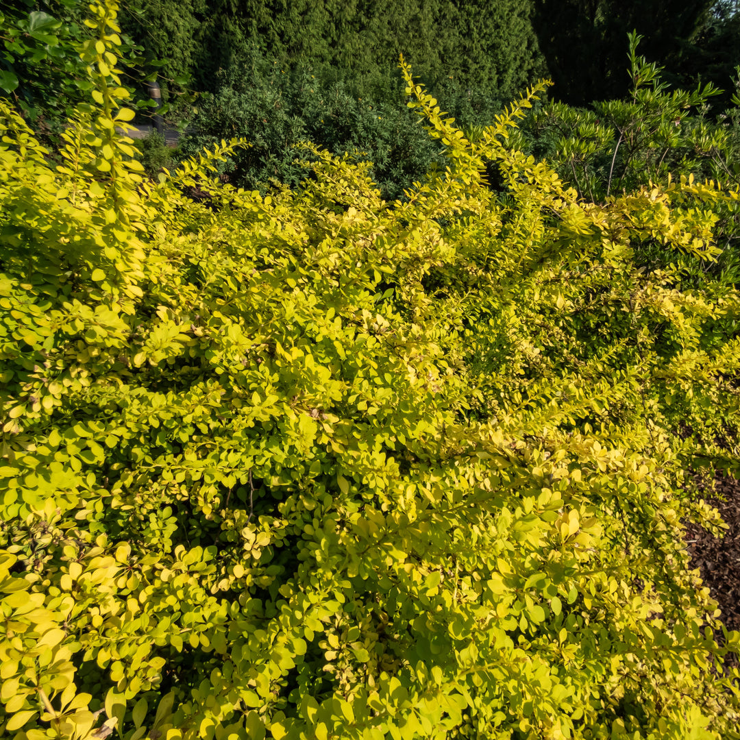 Berberis thunbergii 'Golden Carpet' ~ Golden Carpet Barberry-ServeScape