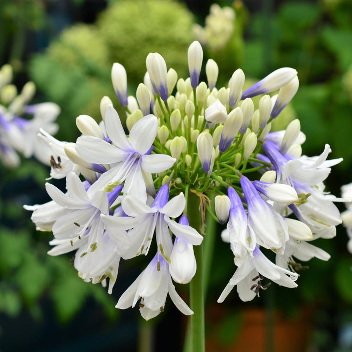 Agapanthus hybrid ‘AMBIC001’ PP25519 ~ Indigo Frost™ Agapanthus-ServeScape