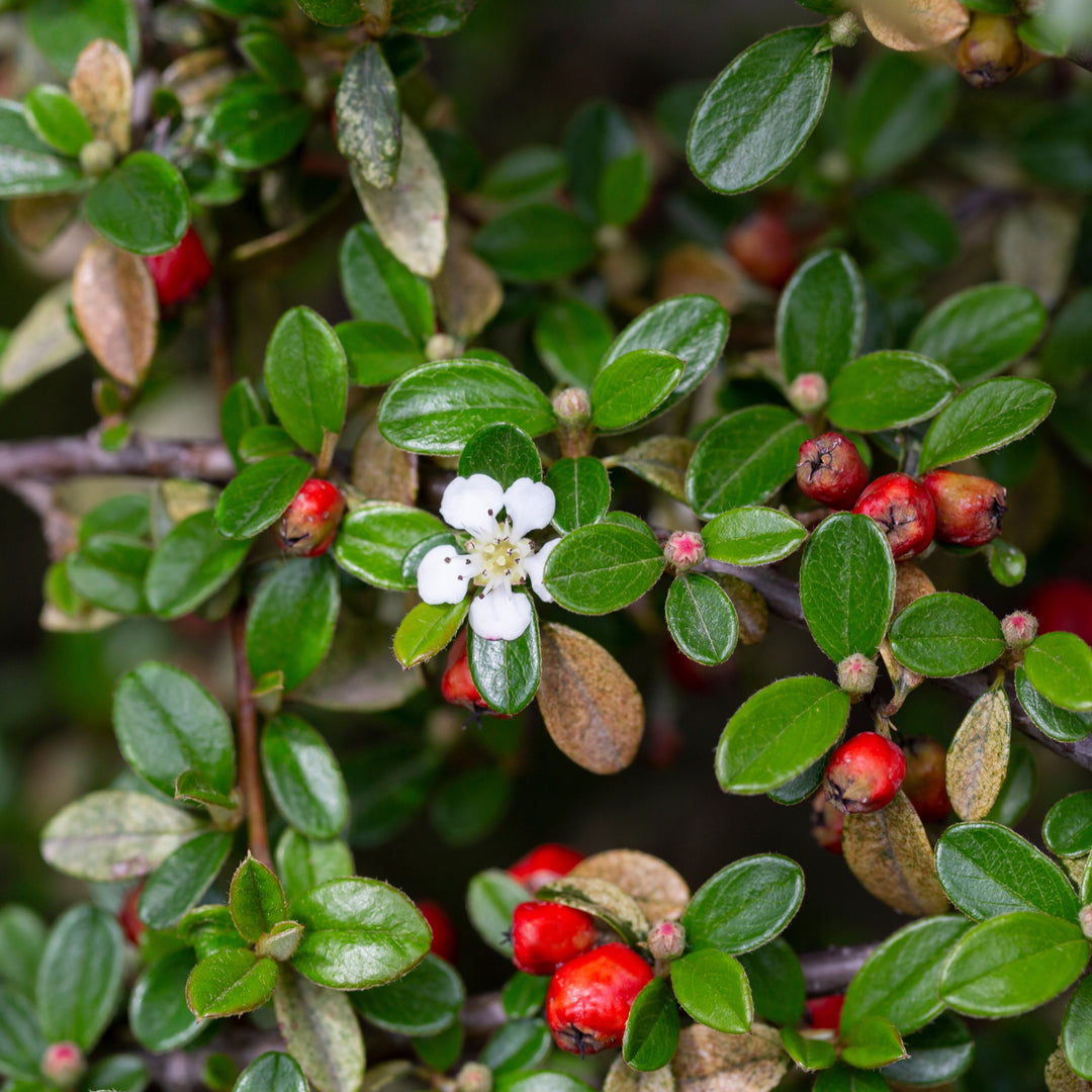 Cotoneaster salicifolius 'Scarlet Leader' ~ Scarlet Leader Cottoneaster-ServeScape