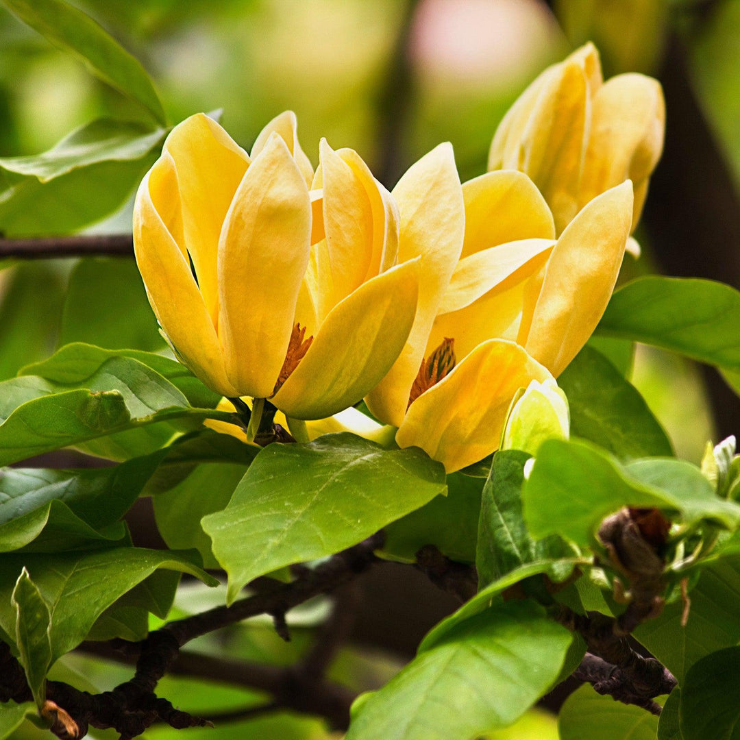 Magnolia x 'Judy Zuk' ~ Judy Zuk Magnolia-ServeScape