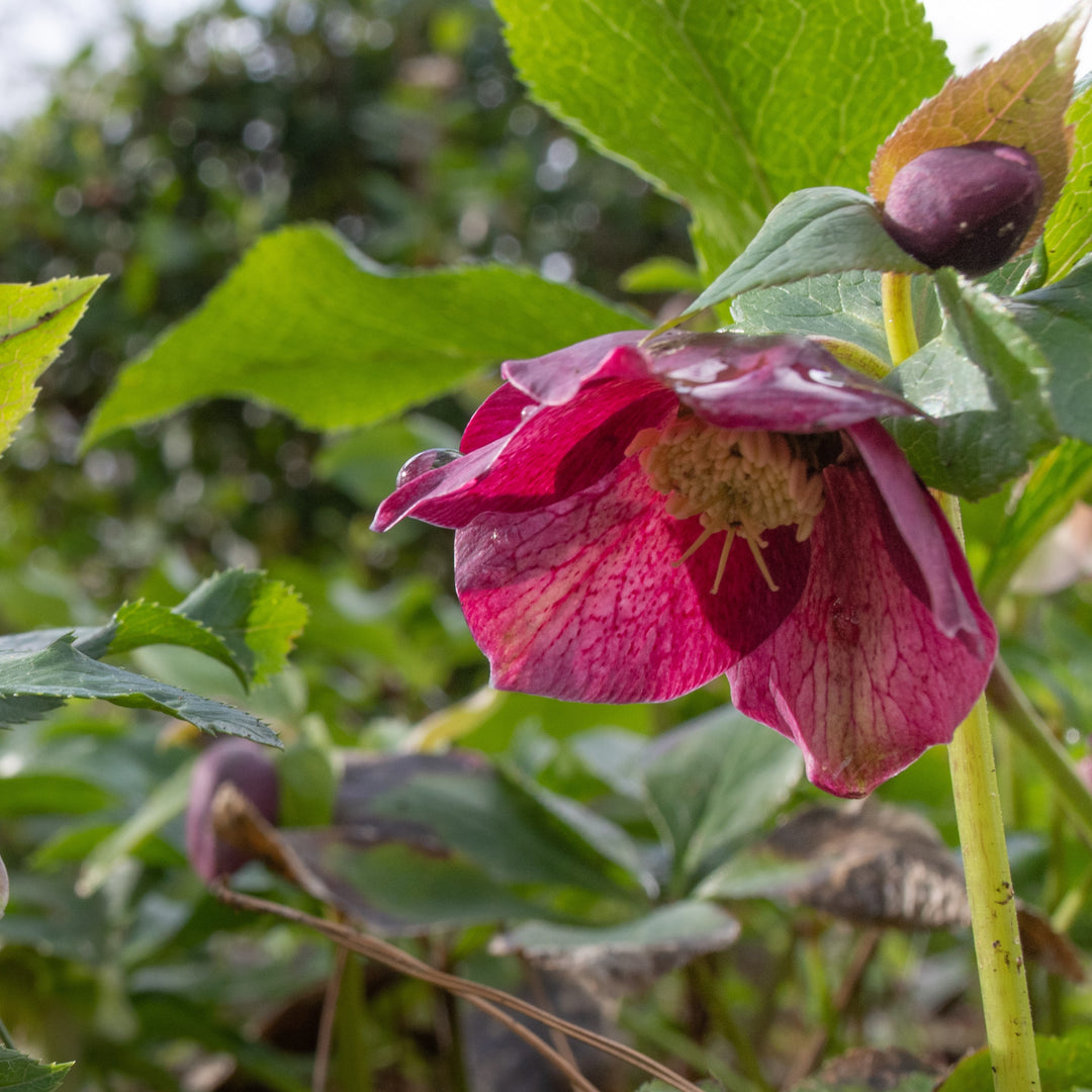 Helleborus x hybridus Frostkiss® 'Tutu' ~ Frostkiss Tutu Lenten Rose-ServeScape