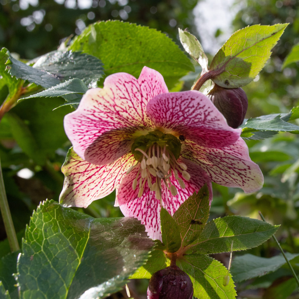 Helleborus x hybridus Frostkiss® 'Tutu' ~ Frostkiss Tutu Lenten Rose-ServeScape